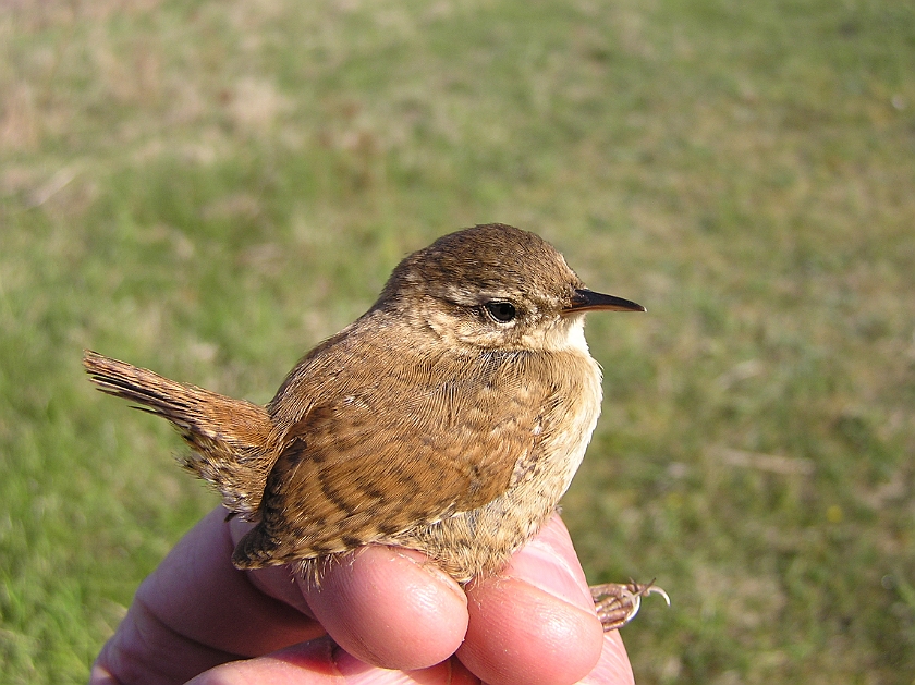 Winter Wren, Sundre 20100511